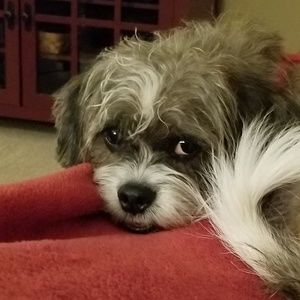 Meet your Posher, Monica